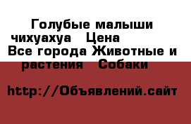 Голубые малыши чихуахуа › Цена ­ 25 000 - Все города Животные и растения » Собаки   